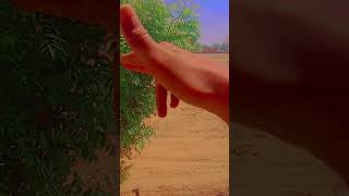 Download Lagu WhatsApp status video # dancing _hand_status MP3