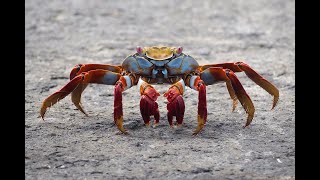 |🐺| Crab | Crab? |🐺| Crab!