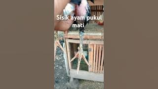 Sisik Ayam Pukul Mati #ayam #ayamphakoy #ayampakoy #ayampama #fyp #fypシ゚viral #fypyoutube #ayamjago
