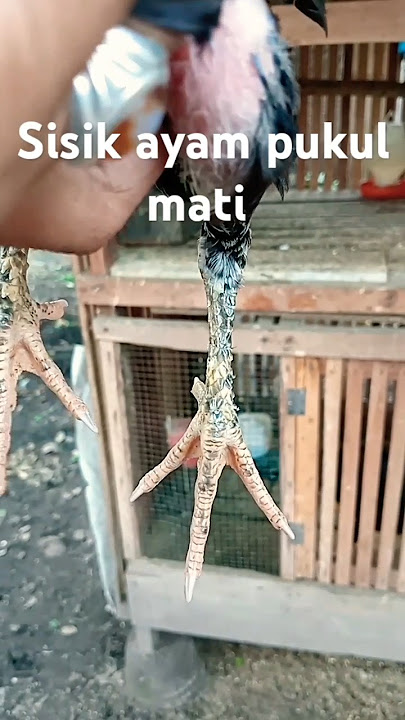 Sisik Ayam Pukul Mati #ayam #ayamphakoy #ayampakoy #ayampama #fyp #fypシ゚viral #fypyoutube #ayamjago