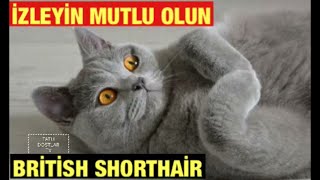 British cinsi Bu kedimiz çok oyuncu.Boynuna Takılan Tesbihle Komik oyunu izlemeye değer.