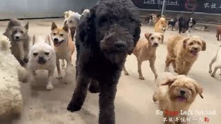 Download Lagu We saved them from slaughter! Watch them play! MP3 Download Lagu We saved them from slaughter! Watch them play! MP3