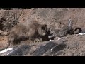 Yak vs snow leopard high altitude showdown