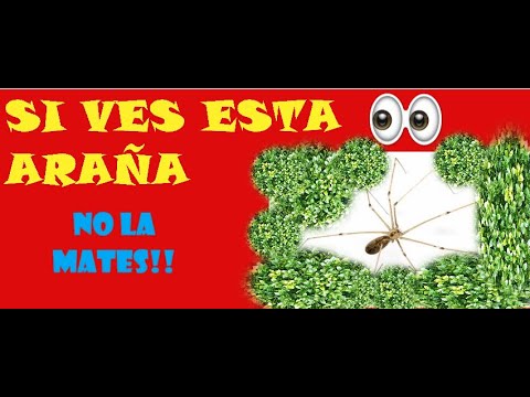 Video: ¿Son dañinas las arañas de patas largas?