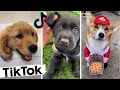 TikToks That Make You Go AAWWW ~ Funny Dogs of TIK TOK ~ Try Not to Laugh