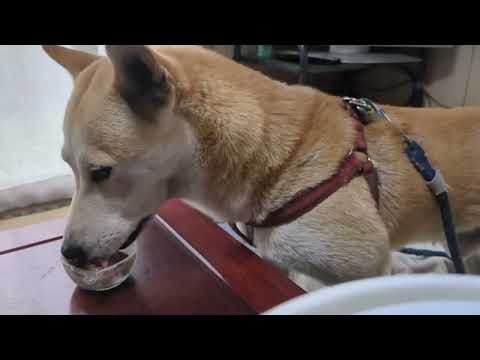 おやつひっくりかえした#柴犬＃横ライブ