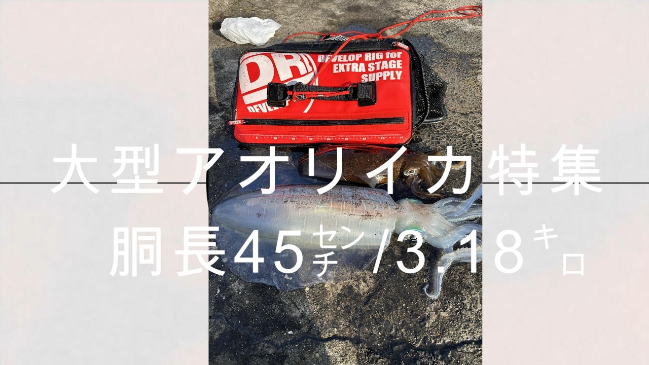 釣行日記　第10話　🦑愛媛県三浦半島大型アオリイカ特集！