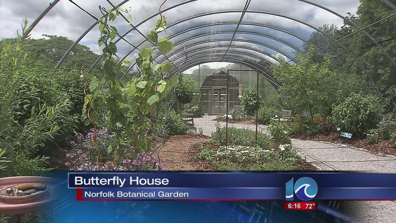 Butterfly house opens at Norfolk Botanical Garden YouTube