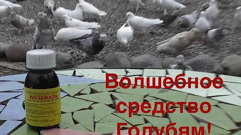 Лозеваль для профилактики лечения голубей!