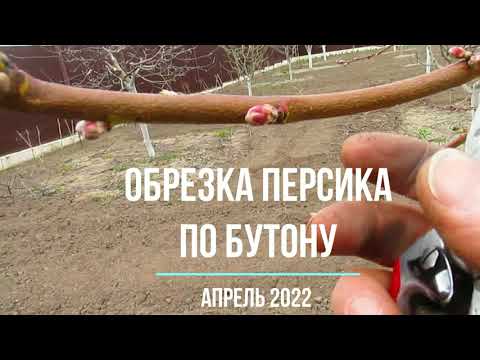 ОБРЕЗКА ПЕРСИКА ПО БУТОНУ.  Как обрезать персик.