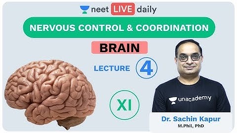 Neural Control & Coordination - L4 | Brain | Unacademy NEET | LIVE DAILY | NEET Biology | Sachin Sir