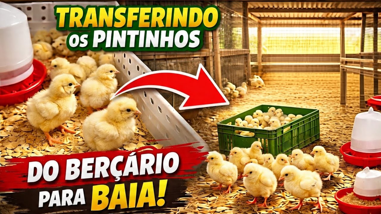 Transferindo pintinhos para baia #criacaodegalinhascaipira #galinhascaipira #negocilrentavel