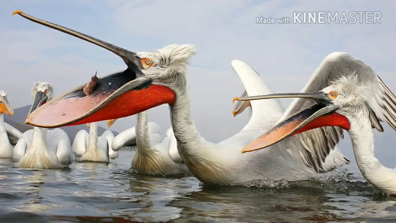 Пеликан ловит рыбу. Далматинский Пеликан. Стая пеликанов. Пеликан и человек. Пеликан питается рыбой.