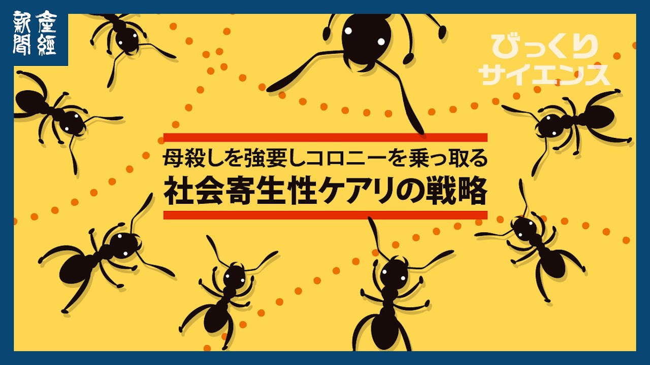 びっくりサイエンス】実母の女王アリを殺すよう娘の働きアリを操り