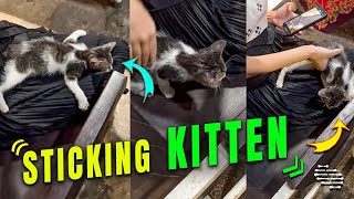 Kitten Refuses to Stay Away from Owner