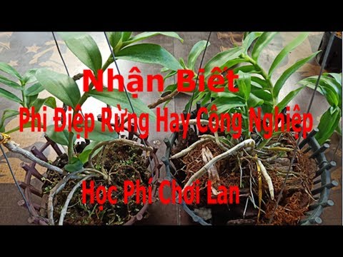 Chia Sẻ Cách Nhận Biết  Phi Điệp Hàng Rừng Hay Công Nghiệp | Học Phí Chơi Lan | Foci