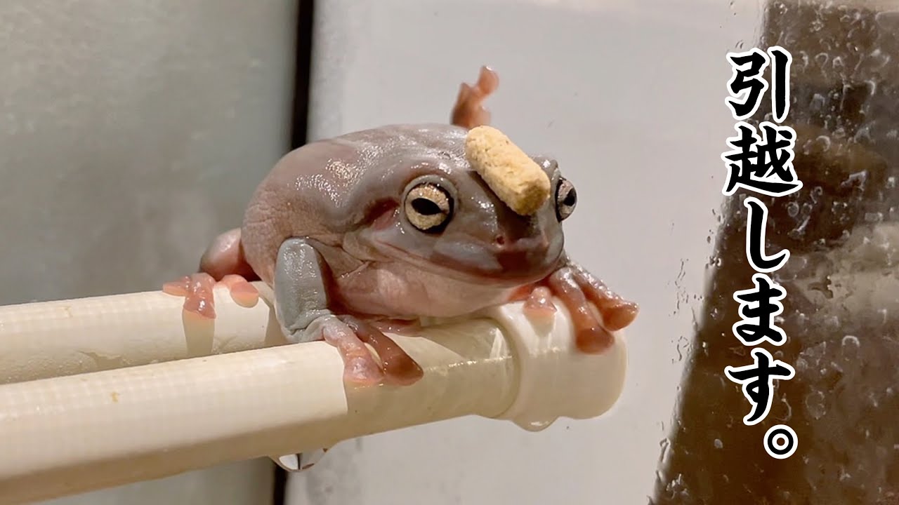 イエアメガエルの飼育環境リニューアル - YouTube