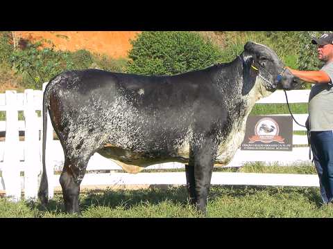 LOTE 102 • LEILÃO GIROLANDO SÃO PEDRO WEEKEND • 5137CR