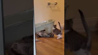 小猫打架