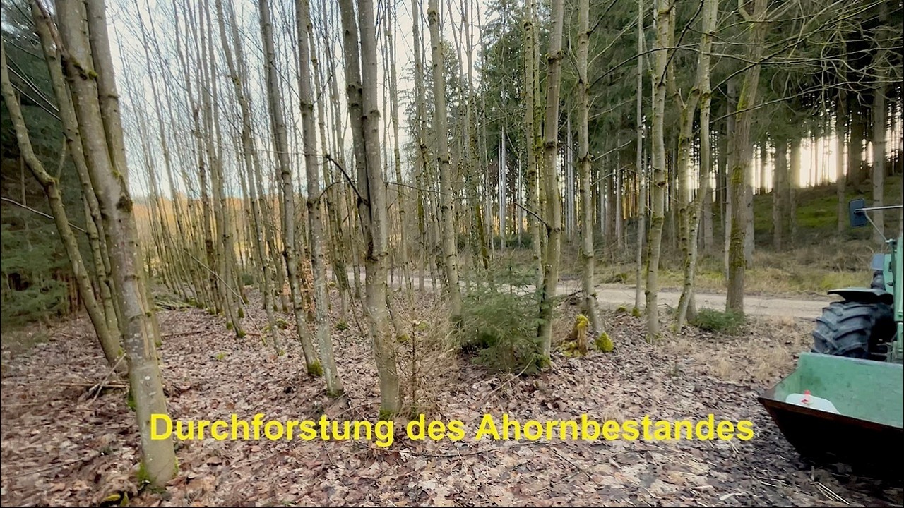 Vlog#98 Durchforstung bei den Ahorn & Waldrundgang