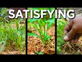 Garden cleaning until it rained 🌿🌧️"#PurePlot #GardeningASMR  #SilentVlog 