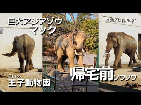 ごはん前のソワソワまっくん【王子動物園】巨大アジアゾウ マック - YouTube