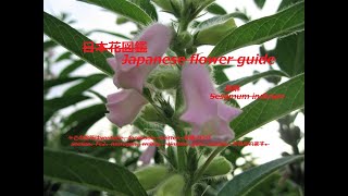 胡麻の花？！Sesame flower? !!    胡麻（ごま）Sesamum indicum の花       季節の花　日本花図鑑　Japanese flower guide