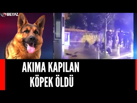 AKIMA KAPILAN KÖPEK ÖLDÜ