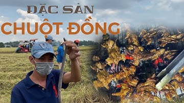 BẮT CHUỘT ĐỒNG NƯỚNG mùa gặt lúa | Cuộc sống đồng quê | Nhà Phan TV