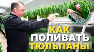 КАК ПОЛИВАТЬ И КОРМИТЬ ТЮЛЬПАНЫ