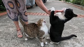 Cute tuxedo cat hugs my hand with its paws and then rubs it