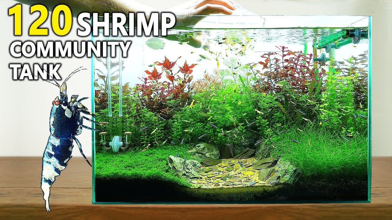 Grow Aquatic Houseplants in a Mini-Aquascape (with Shrimp