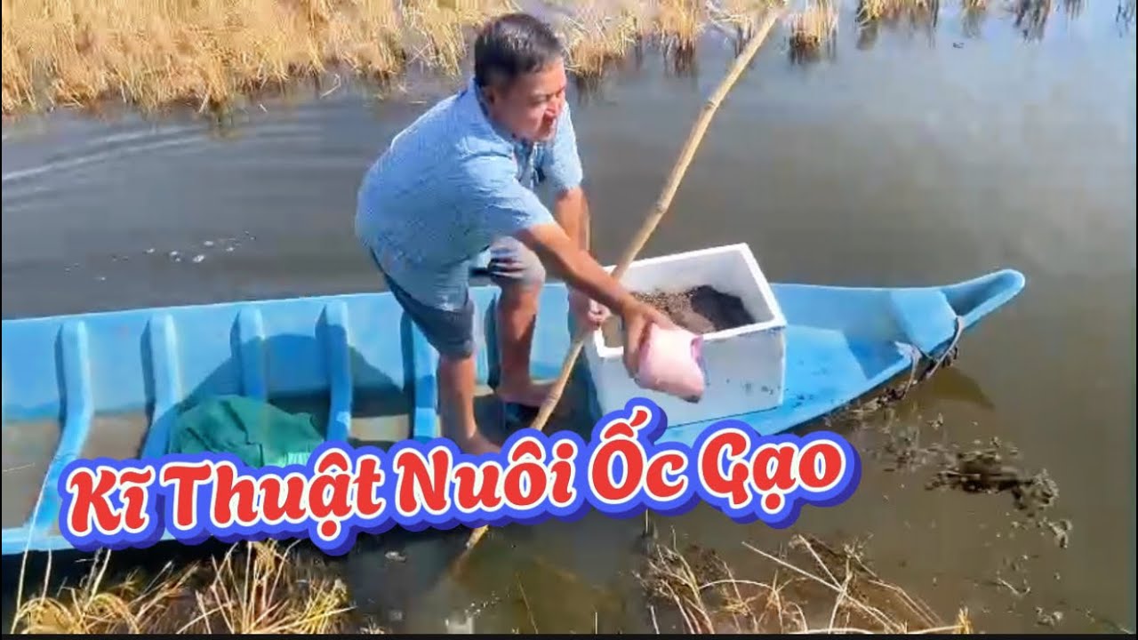 Tại sao Phải Nuôi mồi trước khi Thả Tôm Cua? Cung cấp Ốc gạo giống cho những ao chưa có mầm Ốc gạo