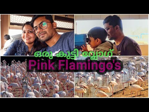 Flamingos at Ras Al Khor wildlife sanctuary in Dubai-Vlog ||നമുക്ക് പിങ്ക് ഫ്ലമിൻഗോയെ കാണാൻ പോയാലോ?