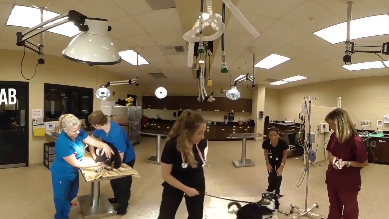 360 View: Veterinary Technology at SPC - YouTube