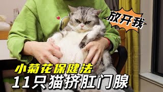 [CC SUB] Helping 11 cats squeeze the anal glands.