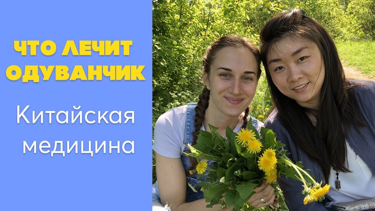 Видео лечебные свойства одуванчика и противопоказания thumbnail