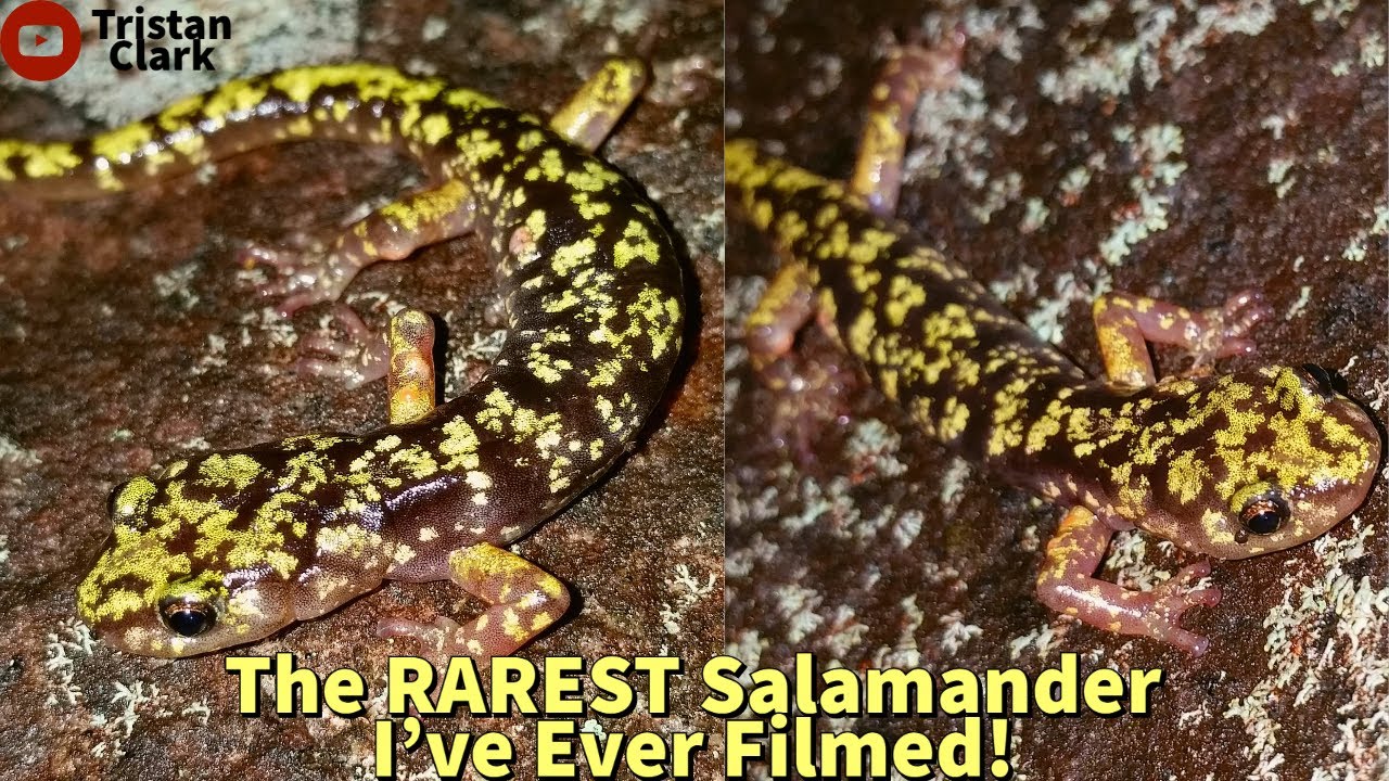 The RAREST Salamander I've Ever Filmed!