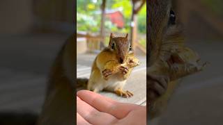 FEEDING CHIPMUNKS PEANUTS 🥜🐿😋 #shorts