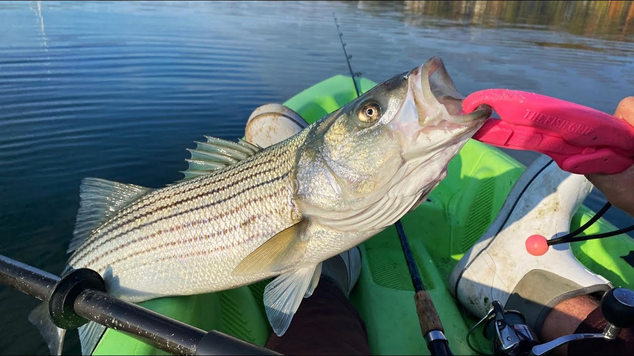 Kayak & Surf Fishing EarlyNovember on Northshore Long Island! Striped