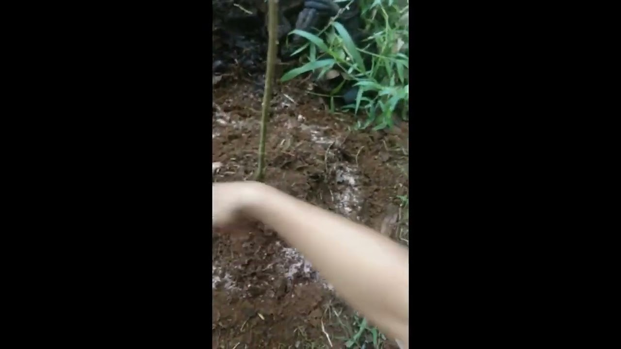 memupuk / mengemes pohon sengon dengan pupuk phonska dan ZA