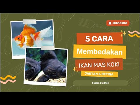 5 Cara Membedakan Ikan Mas Koki Jantan dan Betina