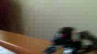 bionicle randomness