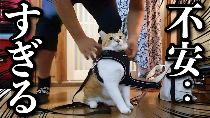 猫ド素人の父と夜の散歩が心配すぎる猫