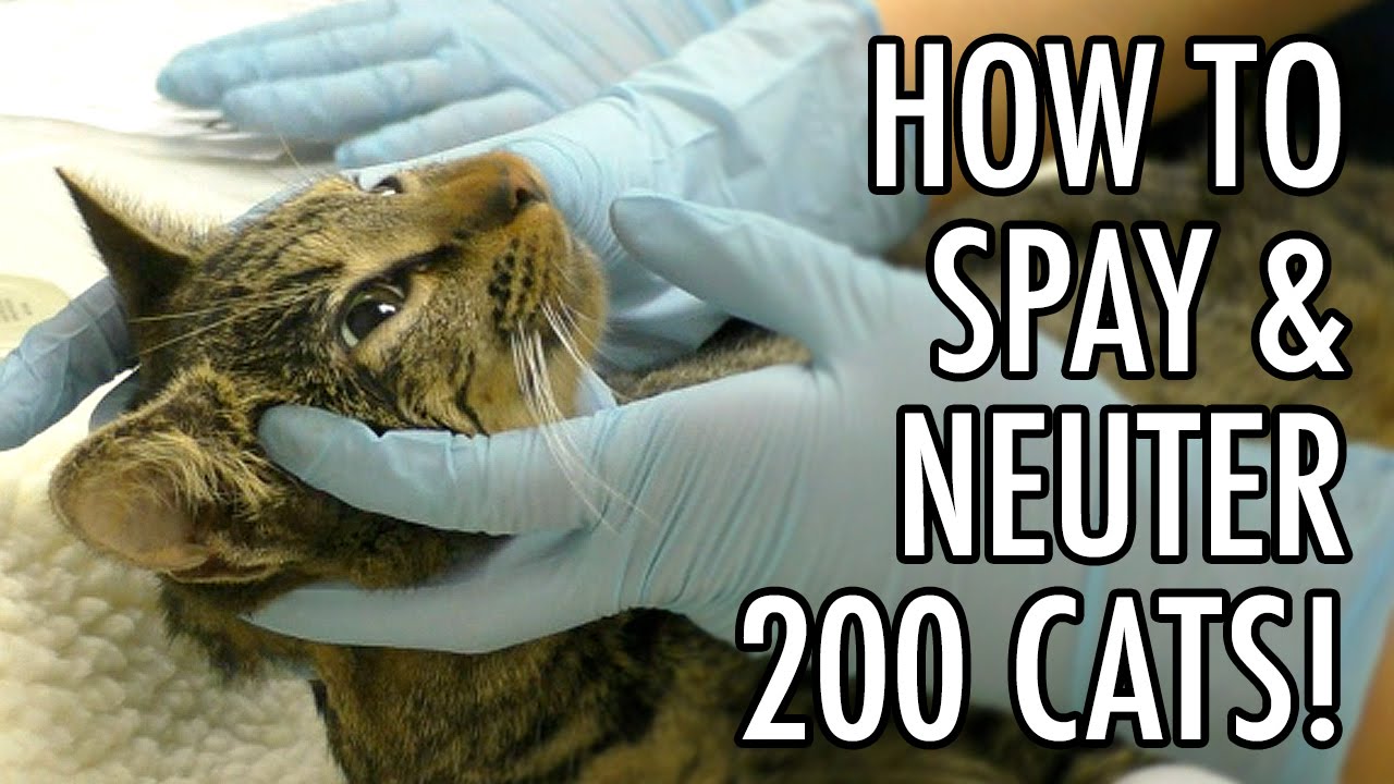 do boy cats get spayed or neutered