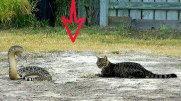 Kucing Pemberani Vs Ular Derik Lihat,Siapa Yang MENANG