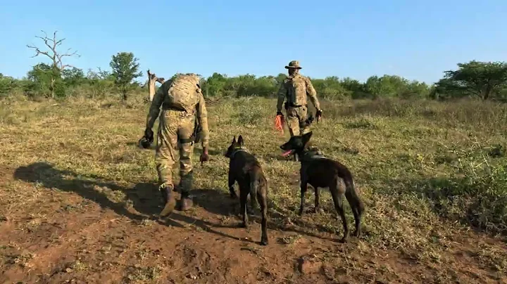 Anti-poaching K9 ear protection