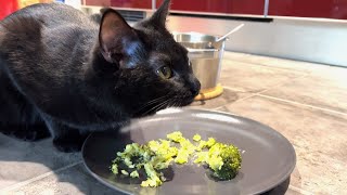My cat Mia eats broccoli