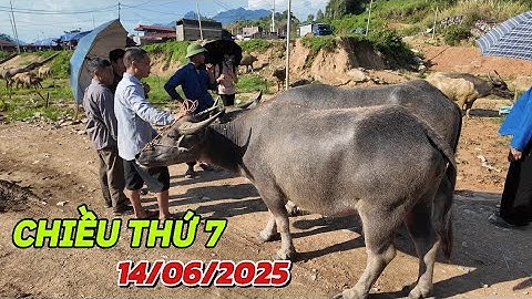 CHỢ TRÂU CỐC LY - BẮC HÀ , CẬP NHẬP DIỄN BIẾN GIÁ TRÂU MỚI NHẤT CHỢ PHIÊN 14 - 06 / TRÂU TV 1 .