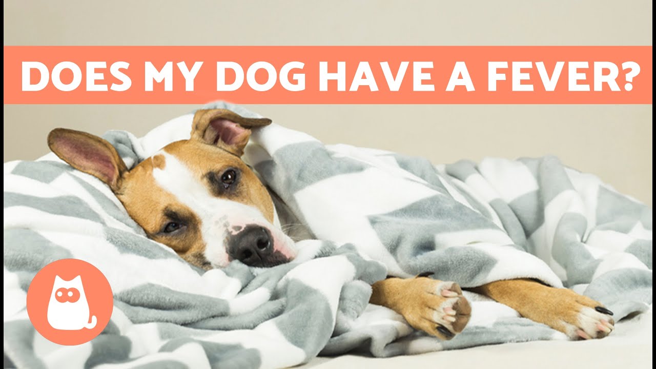 Outline Video How to Tell a DOG Has FEVER Without a THERMOMETER 🐶🌡️ (Symptoms of Fever in Dogs)